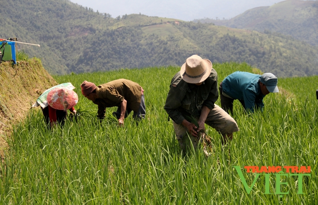 Lên huyện biên giới Mường Tè xem bà con sản xuất nông nghiệp hàng hoá   - Ảnh 1.