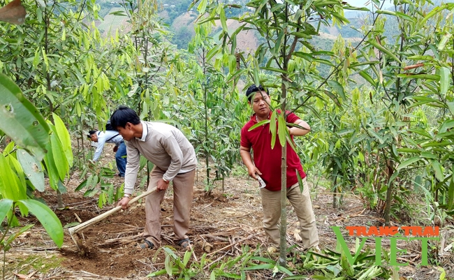 Lên huyện biên giới Mường Tè xem bà con sản xuất nông nghiệp hàng hoá   - Ảnh 3.