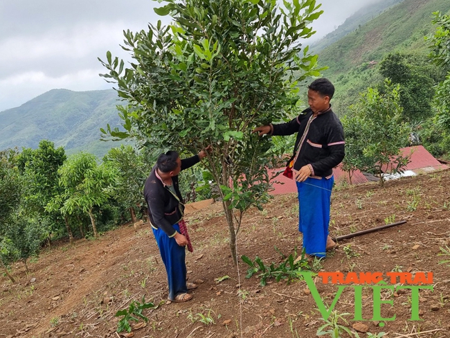 Lên huyện biên giới Mường Tè xem bà con sản xuất nông nghiệp hàng hoá   - Ảnh 4.