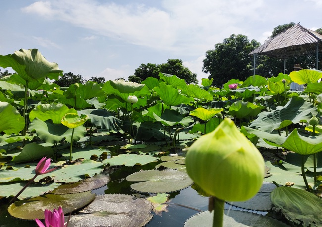 Hà Nội: Nông dân ngoại thành trồng sen thay lúa thu về nửa tỷ đồng một vụ - Ảnh 6.