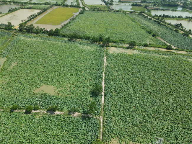 Hà Nội: Nông dân ngoại thành trồng sen thay lúa thu về nửa tỷ đồng một vụ - Ảnh 2.