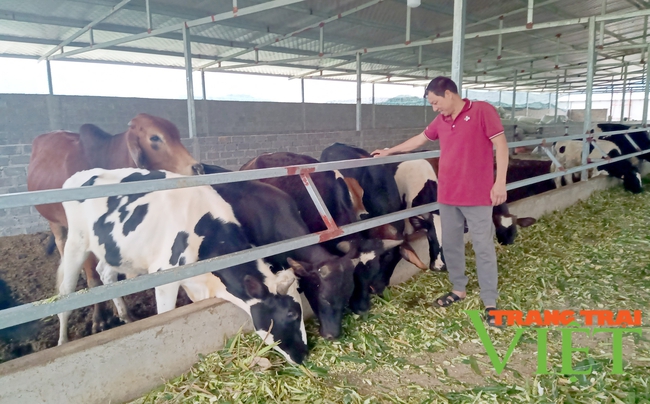 Tân Uyên: Chăn nuôi gia súc tập trung theo hướng hàng hoá   - Ảnh 3.
