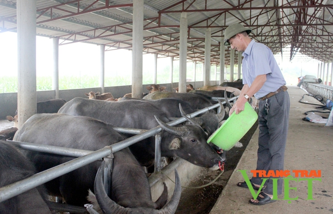 Tân Uyên: Chăn nuôi gia súc tập trung theo hướng hàng hoá   - Ảnh 4.