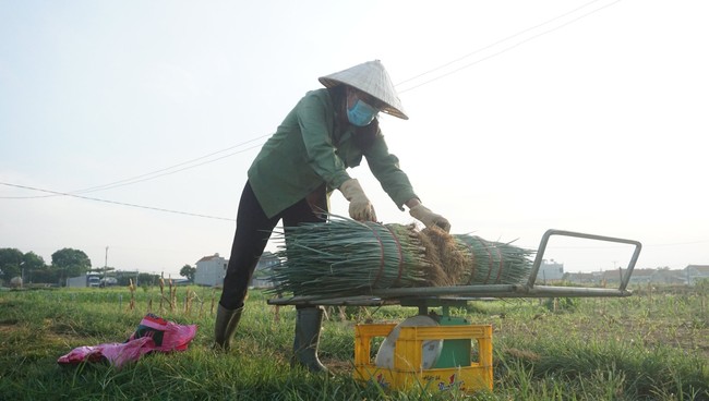 Nghệ An: Giá hành lá tăng mạnh, nông dân phấn khởi ra đồng thu hoạch dù thời tiết nắng 40 độ C - Ảnh 2.