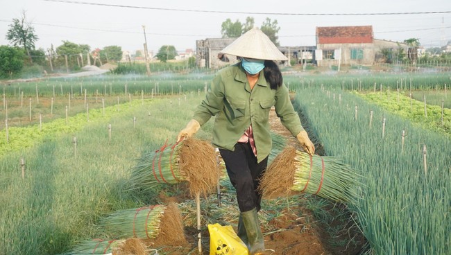 Nghệ An: Giá hành lá tăng mạnh, nông dân phấn khởi ra đồng thu hoạch dù thời tiết nắng 40 độ C - Ảnh 5.