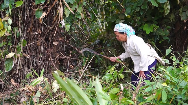 Nậm Nhùn: Để những cánh rừng bình yên - Ảnh 2.