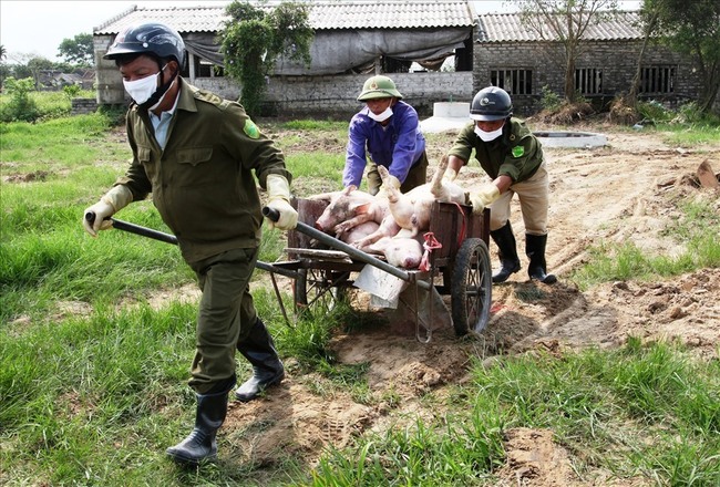 Ninh Bình: Một tuần hơn 1.300 con lợn mắc bệnh, tiêu hủy do dịch tả lợn Châu Phi - Ảnh 1.