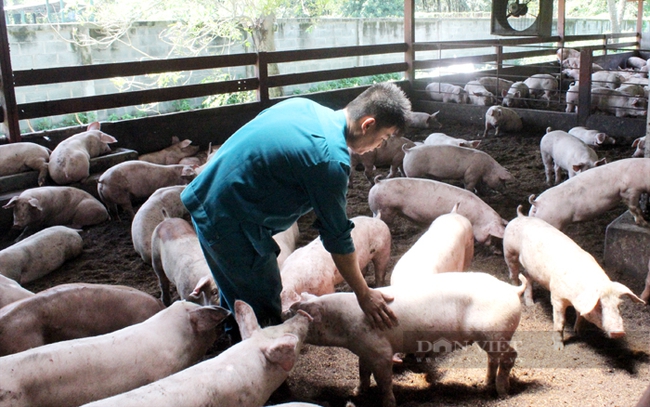 Ngành chăn nuôi lợn trong nước vẫn đối diện nhiều khó khăn và thách thức. Ảnh: Nguyên Vỹ