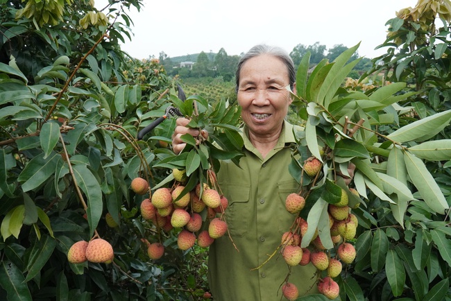 Vải thiều sạch hút hàng, giá cao - Ảnh 4.