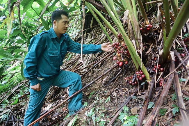 Con đường tăng giá trị dược liệu ở Sơn La - Ảnh 2.