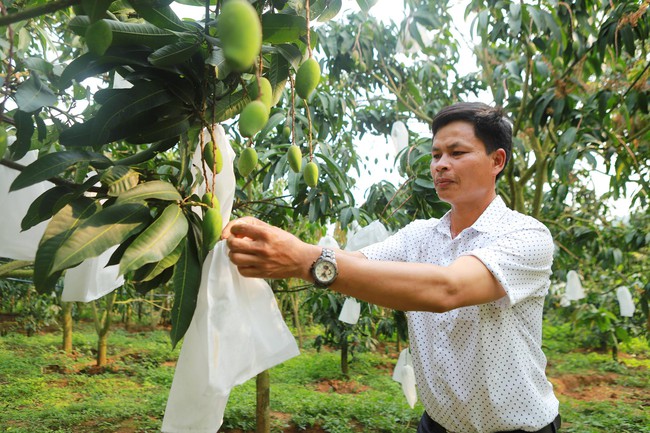 Bước đột phá sản xuất của nông dân Sơn La: Đưa cây ăn quả lên đất dốc, mở rộng bao trái - Ảnh 1.