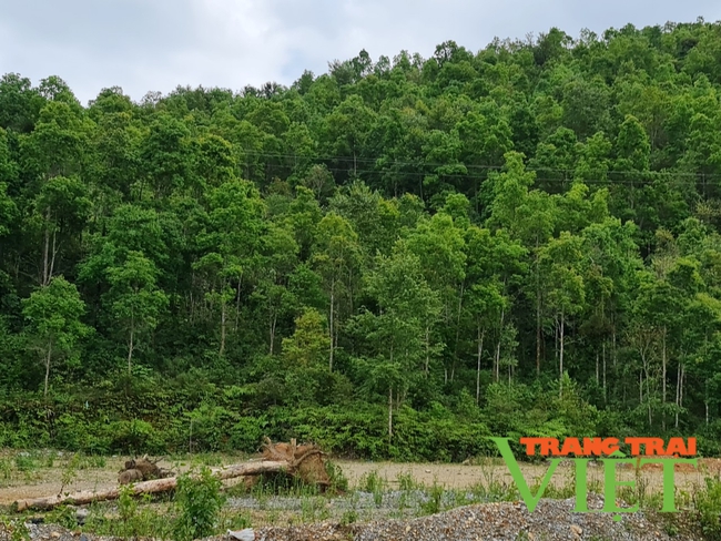 Điện Biên: Kiểm soát chặt chẽ việc chuyển đổi rừng, đất rừng   - Ảnh 5.