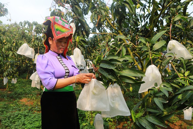 &quot;Hiện tượng&quot; kinh tế nông nghiệp Sơn La: Đưa cây ăn quả lên đất dốc, hình thành phong trào bao trái - Ảnh 4.