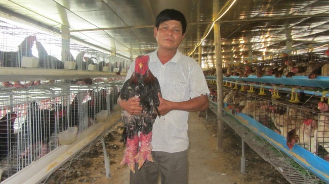 Mô hình nuôi gà thả vườn hữu cơ giúp bà con bớt được mối lo dịch cúm gia  cầm