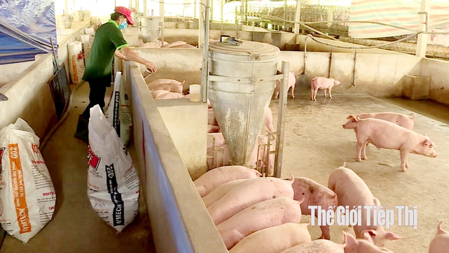 Hộ chăn nuôi heo ở Đồng Nai. Ảnh: Trần Khánh