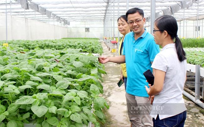 Ông Lâm Ngọc Tuấn – Giám đốc hợp tác xã Tuấn Ngọc giới thiệu mô hình nông nghiệp công nghệ cao của HTX. Ảnh: Nguyên Vỹ