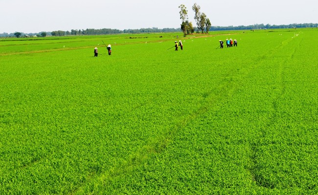 ĐBSCL sẵn sàng gieo trồng 700.000ha lúa thu đông * Hạn chế xuống giống lúa nếp, nhóm giống chất lượng trung bình. - Ảnh 1.