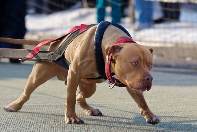 Nếu bạn muốn xem lại trận chiến kinh hoàng giữa chó pitbull và chó becgie và được thấy sự cứng rắn của chúng, hãy xem hình ảnh này. Đây là một trận chiến đáng xem giữa hai giống chó mạnh mẽ.