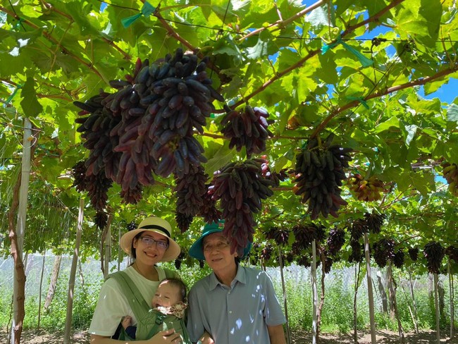 Ninh Thuận: Nông dân 9X thu trăm triệu mỗi tháng nhờ giống nho đen xì không hạt, vị ngon ngọt khó cưỡng - Ảnh 4.