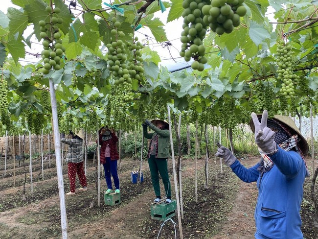 Ninh Thuận: Nông dân 9X thu trăm triệu mỗi tháng nhờ giống nho đen xì không hạt, vị ngon ngọt khó cưỡng - Ảnh 7.