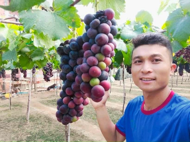 Ninh Thuận: Nông dân 9X thu trăm triệu mỗi tháng nhờ giống nho đen xì không hạt, vị ngon ngọt khó cưỡng - Ảnh 1.