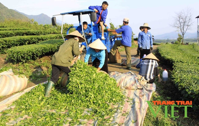 Nông dân Tân Uyên: Ứng dụng khoa học kỹ thuật vào sản xuất   - Ảnh 6.