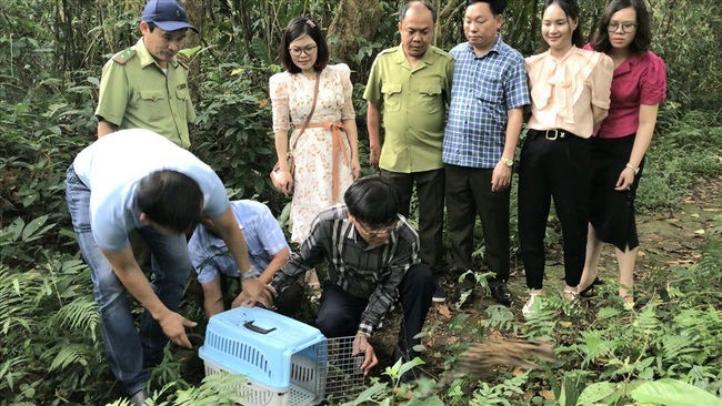 Ninh Bình: Tái thả gần 60 cá thể động vật hoang dã về rừng Cúc Phương - Ảnh 1.