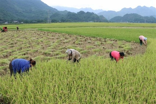 Thứ lúa ra hạt lúa &quot;mọc râu&quot; ở Phong Thổ của Lai Châu cho gạo ngon cỡ nào mà nhiều người ư thích? - Ảnh 1.