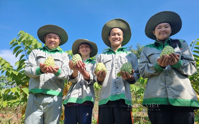 Phát triển kinh tế vùng Trung du và miền núi Bắc bộ Chuyển đổi sản xuất  theo hướng hữu cơ  Xã hội  Báo ảnh Dân tộc và Miền núi