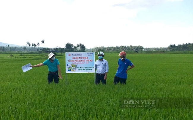 HTX Nông nghiệp Ngọc An (Bình Định) liên kết với doanh nghiệp thực hiện mô hình thử nghiệm phân bón. Ảnh: Trần Khánh