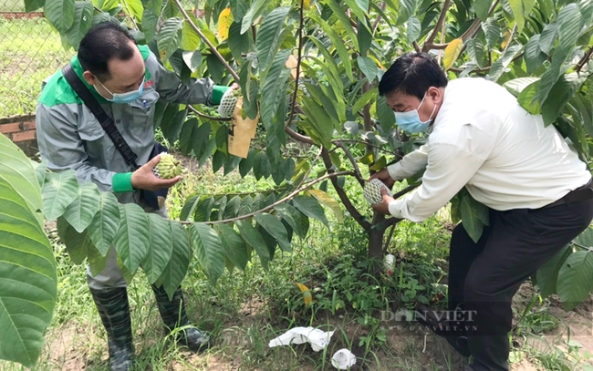 Cây na dứa Đài Loan vốn mẫn cảm với hóa chất nên thuốc bảo vệ thực vật cũng phải có nguồn gốc sinh học.