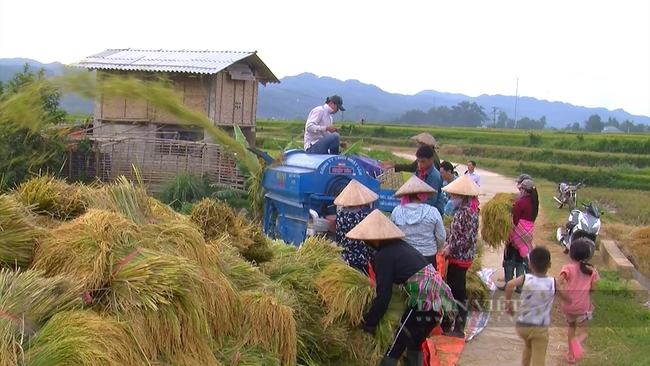 Nông dân Than Uyên trồng thứ hạt gì trên cánh đồng Mường Than mà dẻo thơm, ai ăn một lần đều nhớ mãi   - Ảnh 5.