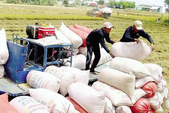 Lý do Việt Nam nhập hàng triệu tấn lúa từ Campuchia - Ảnh 1.