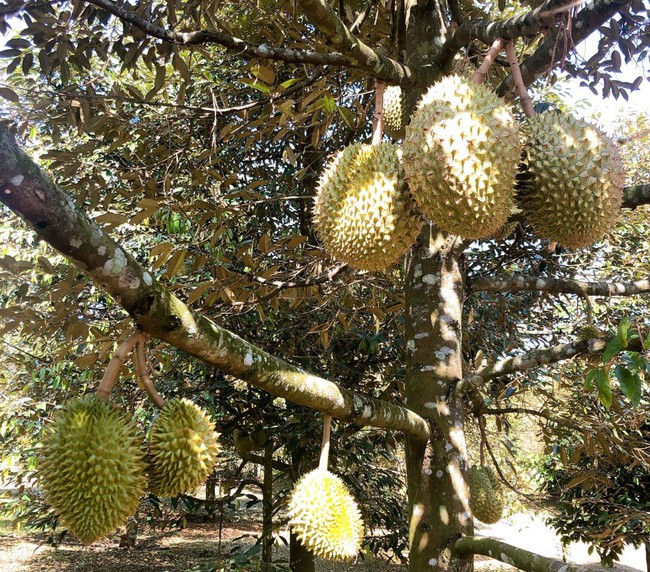 Vườn trái cây đẹp như phim ở Long Khánh, như lạc lên Đà Lạt, ngào ngạt mùi trái chín, quay phim, chụp ảnh là nhất - Ảnh 3.