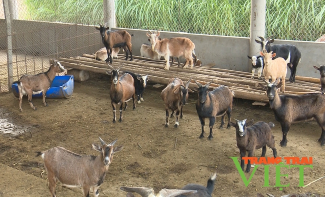 Nuôi gia súc theo mô hình khép kín, nông dân ở Than Uyên có thu nhập khá   - Ảnh 5.