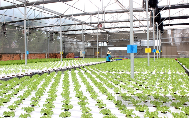Công nghệ tự động giúp mô hình trồng rau xà lách vùng nóng của HTX tiết kiệm tối đa chi phí và nhân công. Ảnh: Nguyên Vỹ