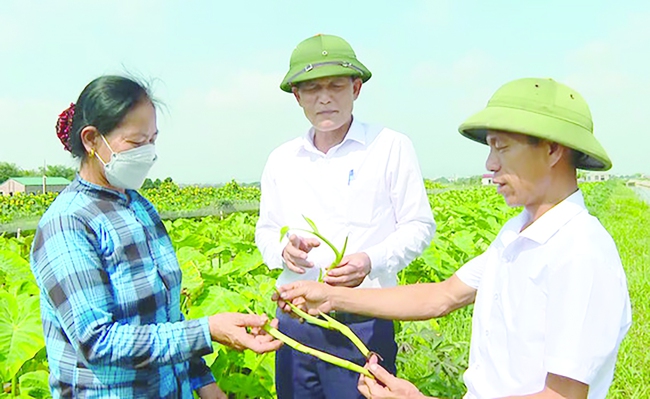 Nông dân Cố đô dần giã biệt cây thuốc lá - Ảnh 1.