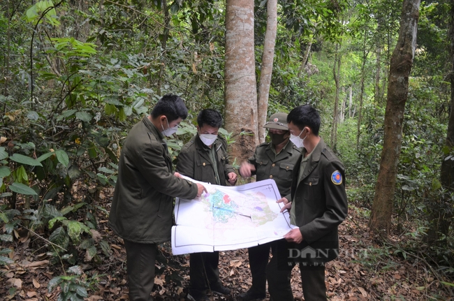 Hiệu quả công tác giao khoán bảo vệ rừng ở Điện Biên   - Ảnh 1.
