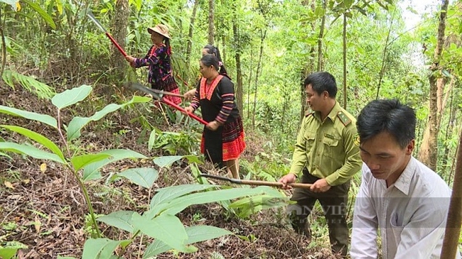 Hiệu quả công tác giao khoán bảo vệ rừng ở Điện Biên   - Ảnh 3.