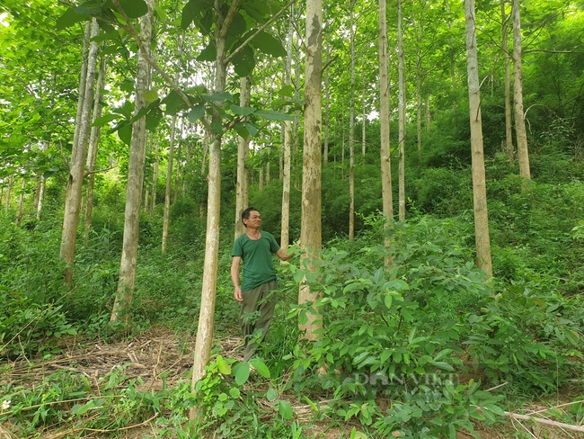 Hiệu quả công tác giao khoán bảo vệ rừng ở Điện Biên   - Ảnh 4.