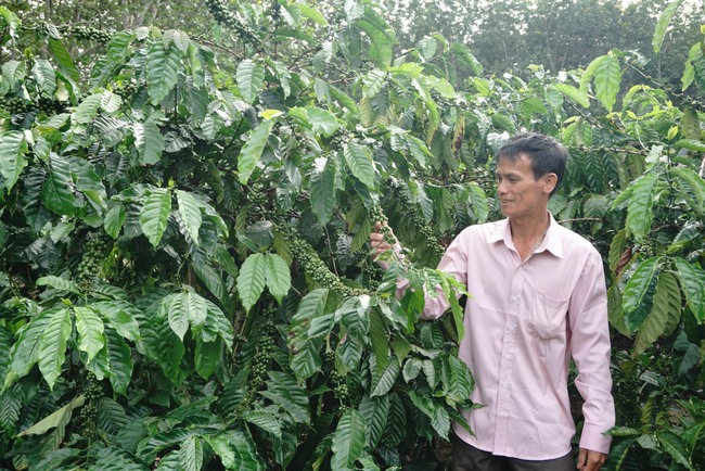 Điểm tựa giúp nhà nông trồng cà phê, nuôi cá - Ảnh 1.