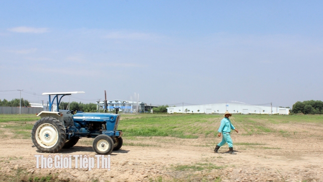 Đất nông nghiệp ở xã Long Khánh (huyện Bến Cầu). Ảnh: Trần Khánh