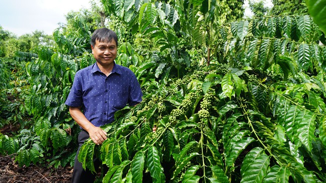 Vay vốn ưu đãi trồng cà phê, nông dân Cư Kuin thoát nghèo - Ảnh 1.