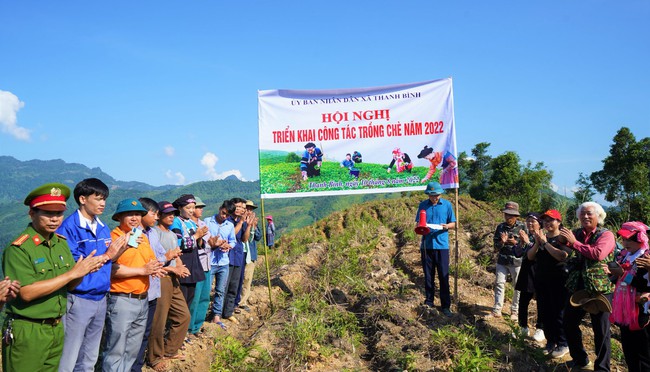 Lào Cai: Thanh Bình triển khai công tác trồng chè năm 2022 - Ảnh 1.