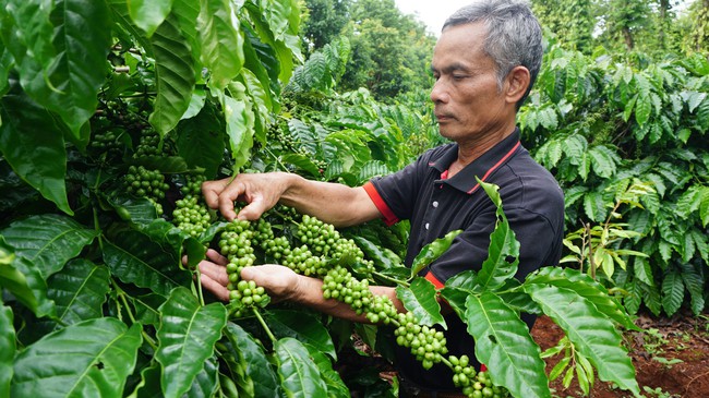 “Rót vốn” giúp nông dân cải tạo, trồng mới cà phê - Ảnh 1.