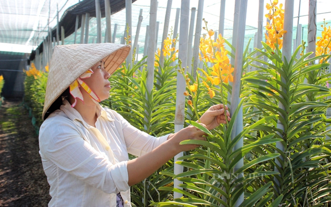 Chị Trần Thị Mỹ Trinh có nguồn thu ổn định từ mô hình trồng hoa lan mokara. Ảnh: Trần Khánh