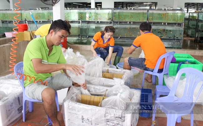 Đóng gói xuất khẩu cá cảnh ở HTX Sinh vật cảnh Sài Gòn. Ảnh: Trần Khánh