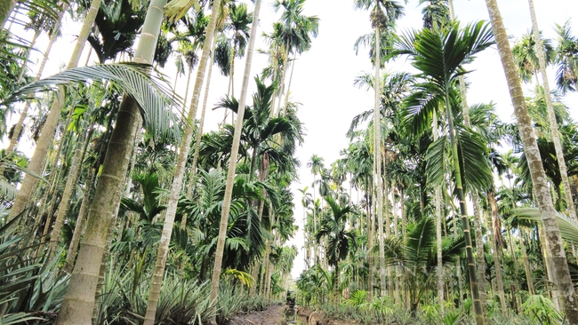 Trồng cây khóm, cây cau và cây dừa chung vườn, lão nông ở Kiên Giang trở thành &quot;Nông dân Việt Nam xuất sắc 2022&quot; - Ảnh 4.