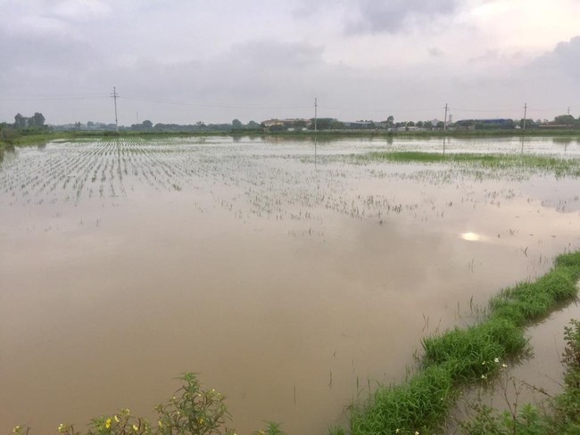 Huyện Thường Tín tập trung khắc phục hậu quả cơn bão số 2  - Ảnh 1.