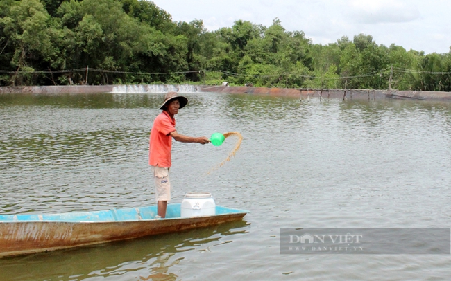 Nuôi tôm ở huyện Nhà Bè, TP.HCM. Ảnh: Trần Khánh